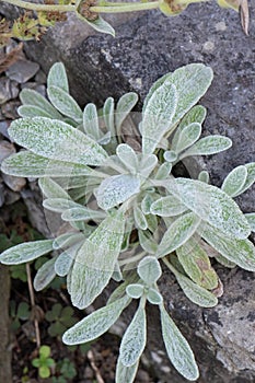 Ironwort Sideritis syriaca, mountain tea plant photo